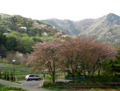 新緑と山桜.jpg