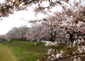 金崎の桜.JPG