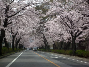 大平町桜通り.JPG