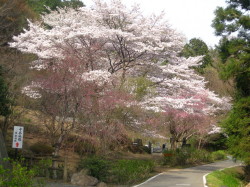清水寺の桜.JPG