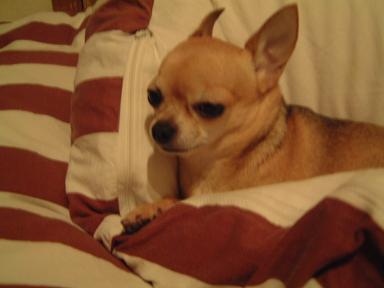 しっつこいわねー