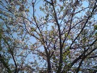 この時の桜