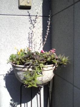寄せ植え