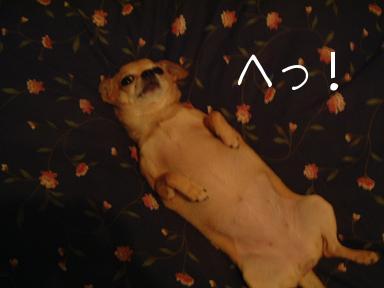 やってらんないデチ
