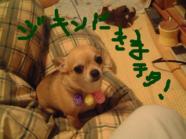 言ってやってくだちゃい