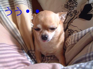 ムリヤリ寝起き