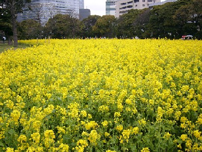 nanohana_hamarikyu