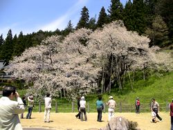 臥竜桜２.jpg