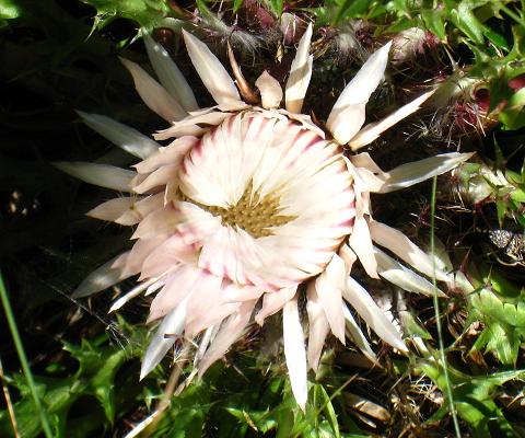 エーデルワイストレッキング1日目(7)