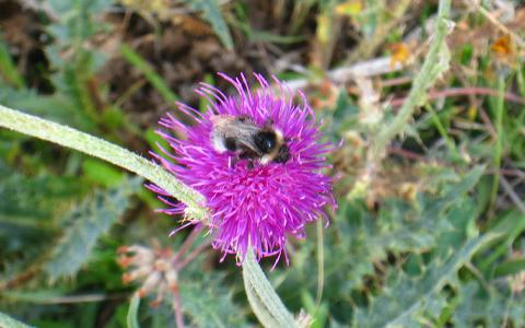 ツェルマットの登山道で見た花