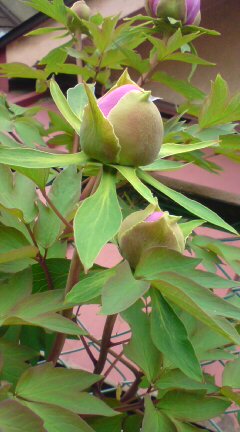 20090511112130.jpg