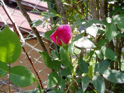 P1010138.JPG