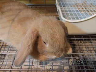 リッピ