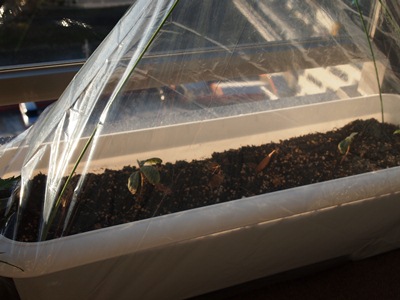 ビニールハウス