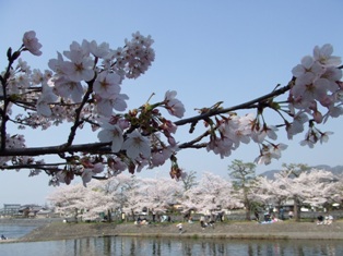 宇治川の桜