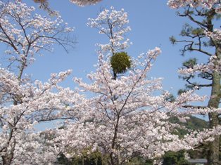 宇治川の桜