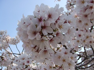 宇治川の桜