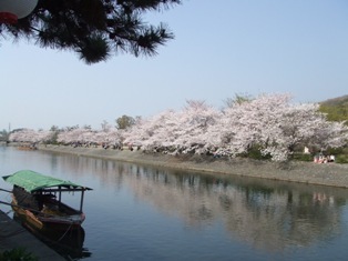 宇治川の桜