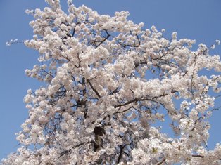 宇治川の桜