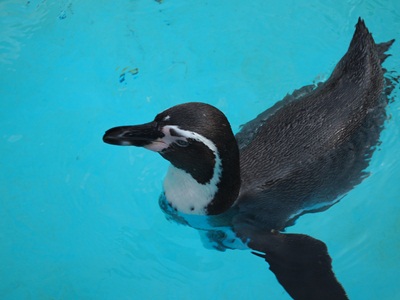 ペンギン