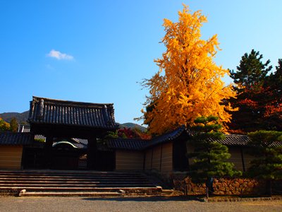 隨心院