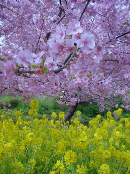 DSC02819菜の花と桜.jpg