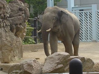 DSC03987上野動物園４.jpg