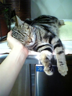 れんたろう4/14生まれ