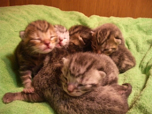 4.14生まれ子猫