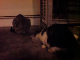 3時過ぎのニャン