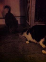 3時過ぎのニャン