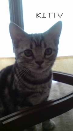 キティ
