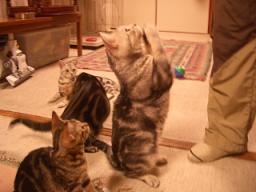 ちょうだい、ちょうだい