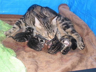 9.1仔猫誕生
