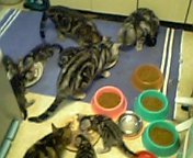 猫せいぞろいで食事