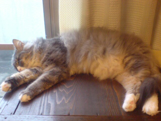 チョピンお昼ね