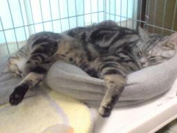 ニコ・キキお昼ね