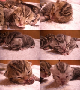 6匹の子猫4.14生まれ