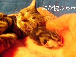 チャコ・子猫を枕？！