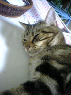 れんたろうくん