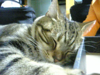 れんたろうくん