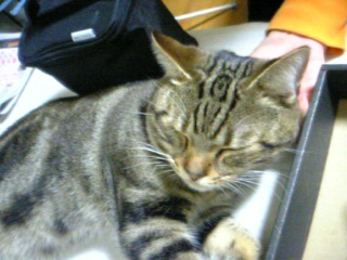 れんたろうくん