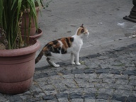 イスタンブルの猫