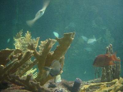 Judd Aquarium.jpg