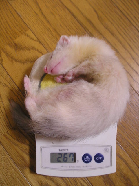 267ｇ