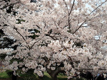 中山桜
