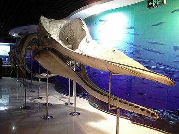 鯨の骨