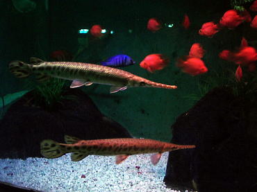 水族館淡水魚３