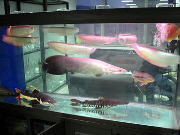 大型魚手放す ケンボーの中国アクア情報ブログ 楽天ブログ