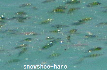 水面で群れて泳ぐ魚たち